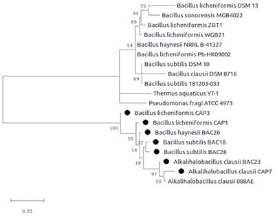 Comparative Metagenomic Analysis of Two Alkaline Hot Springs of Madhya Pradesh, India and Deciphering the Extremophiles for Industrial Enzymes